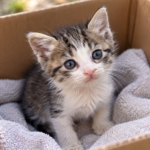 tiny kitten in a cardboard box with a soft towel